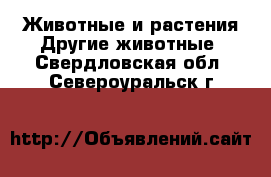 Животные и растения Другие животные. Свердловская обл.,Североуральск г.